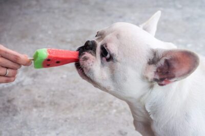 Receita de sorvete de frutas para Pet