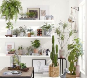 Flores de fácil cultivo para ter em casa