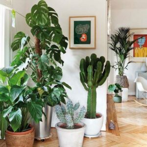Como aplicar Feng Shui para a sua casa