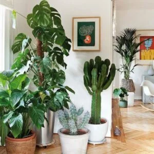 Como aplicar Feng Shui para a sua casa
