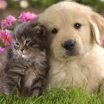 he arrival of a puppy, whether cat or dog, in the family is always a cause for great joy