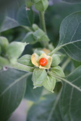 Ashwagandha e seus principais benefícios
