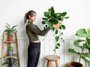 5 plantas que afastam a energia negativa da sua casa