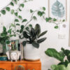 9 plantas de casa que o ajudarão a respirar melhor