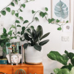 9 plantas de casa que o ajudarão a respirar melhor