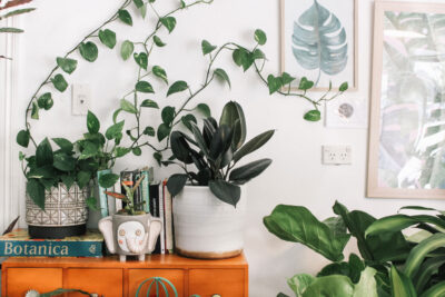 9 plantas de casa que o ajudarão a respirar melhor