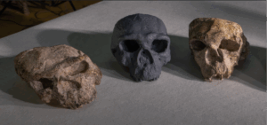 Crânio humano da China revela que nossas origens podem ter mais de 1 milhão de anos