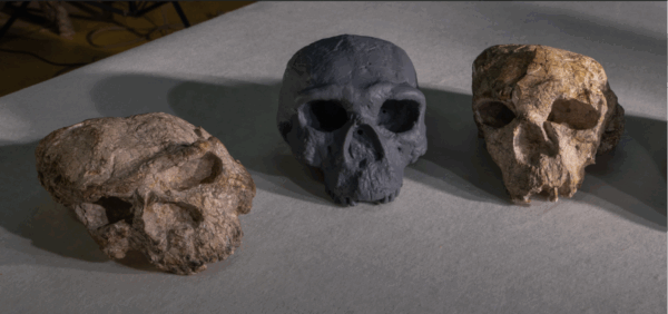 Crânio humano da China revela